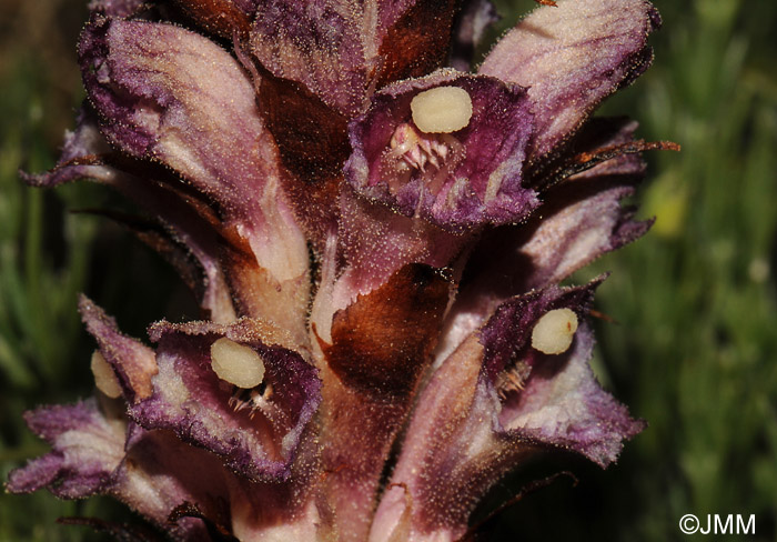 Orobanche latisquama