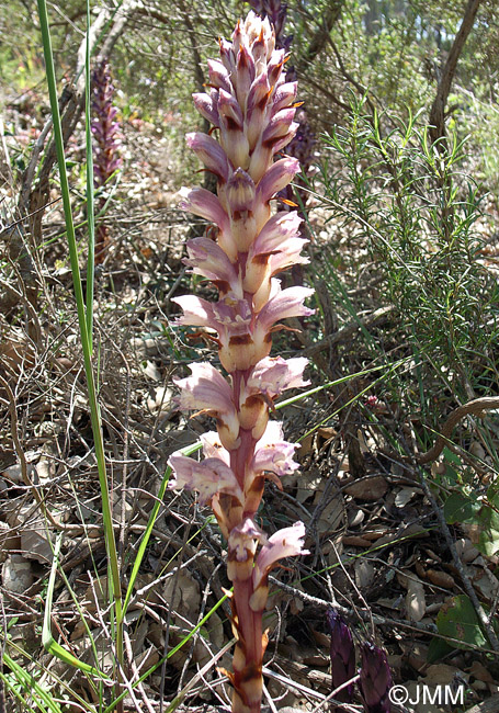 Orobanche latisquama