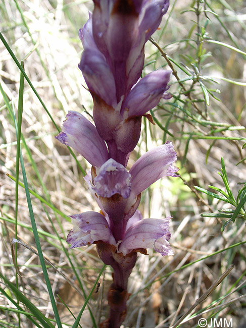 Orobanche latisquama