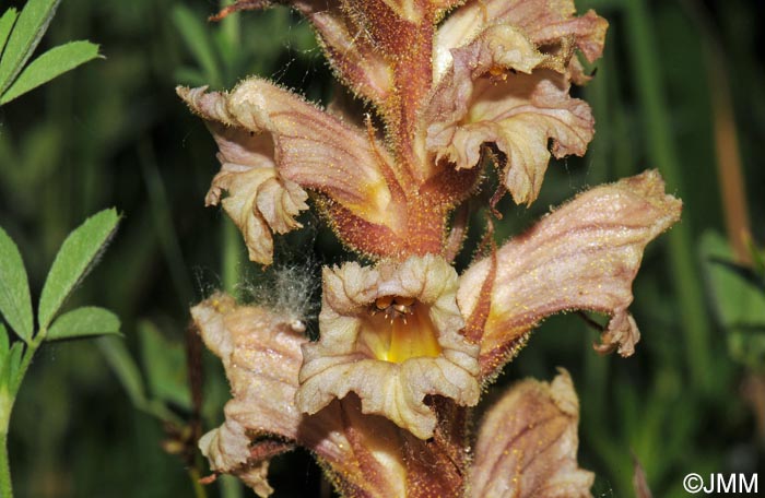 Orobanche lutea = Orobanche rubens