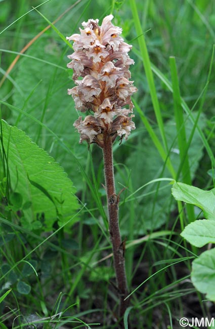 Orobanche lutea = Orobanche rubens