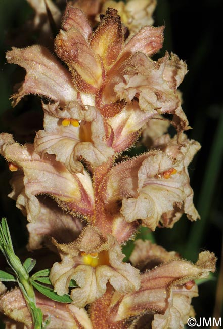 Orobanche lutea = Orobanche rubens