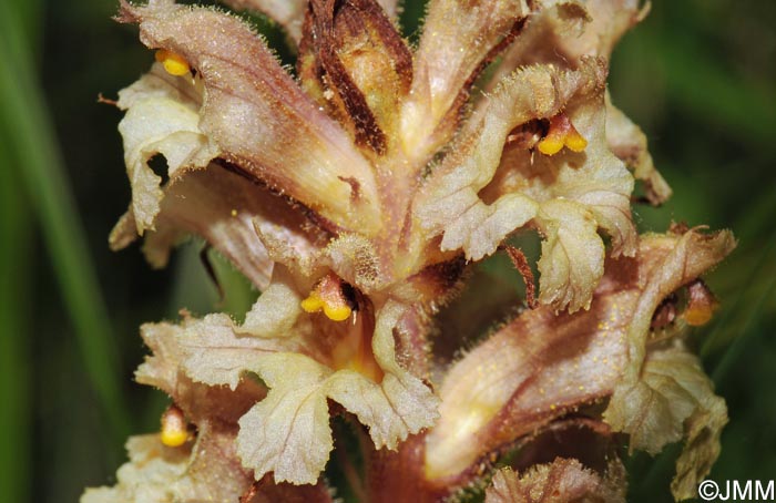 Orobanche lutea = Orobanche rubens