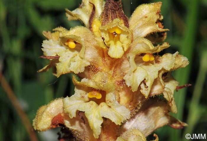 Orobanche lutea = Orobanche rubens