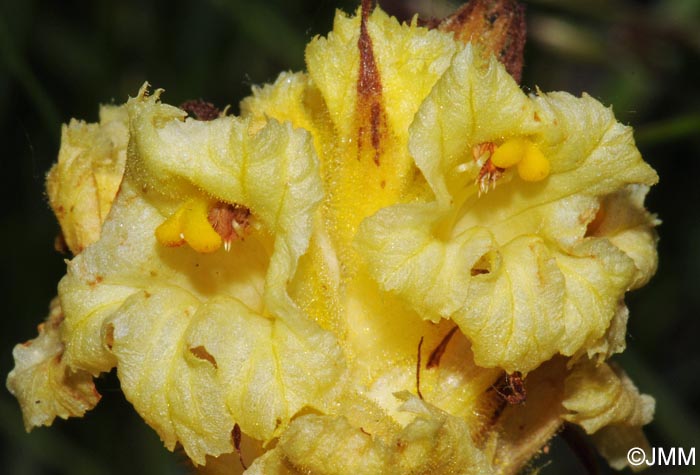 Orobanche lutea = Orobanche rubens