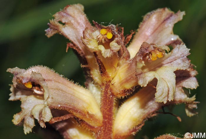 Orobanche lutea = Orobanche rubens