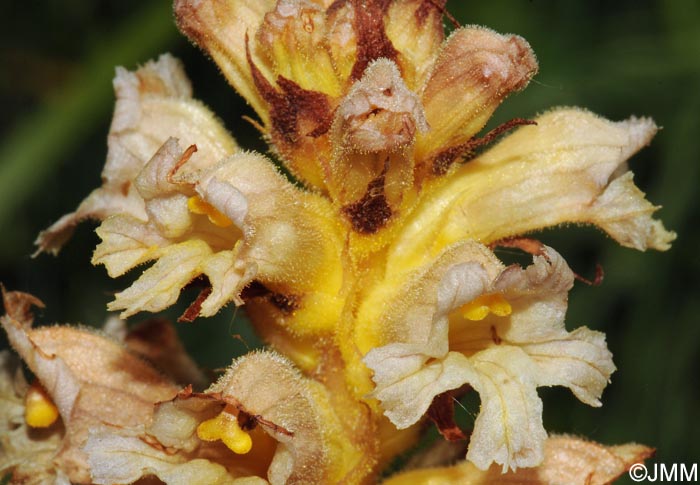 Orobanche lutea = Orobanche rubens