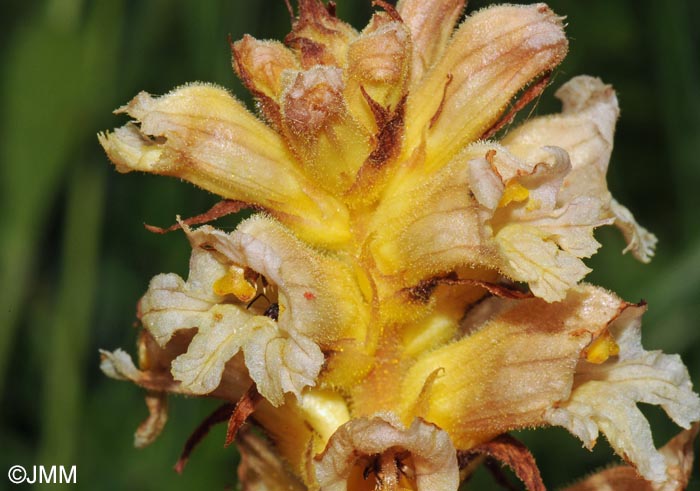 Orobanche lutea = Orobanche rubens