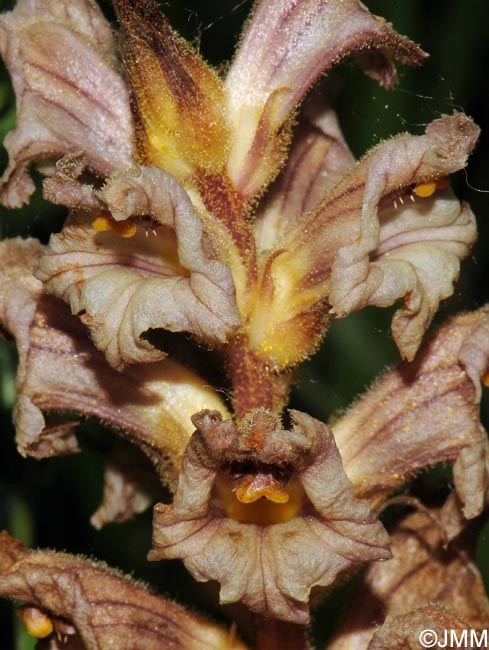 Orobanche lutea = Orobanche rubens