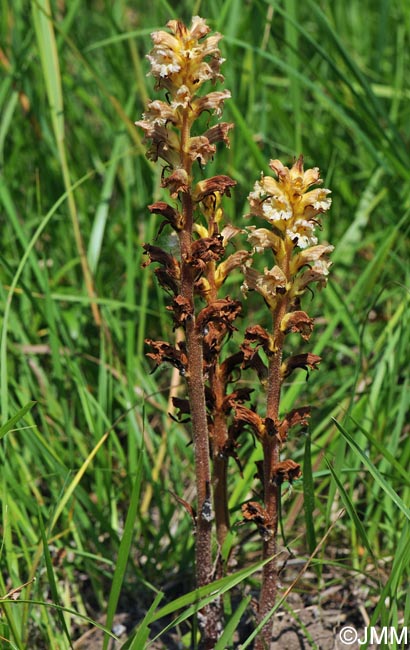 Orobanche lutea = Orobanche rubens