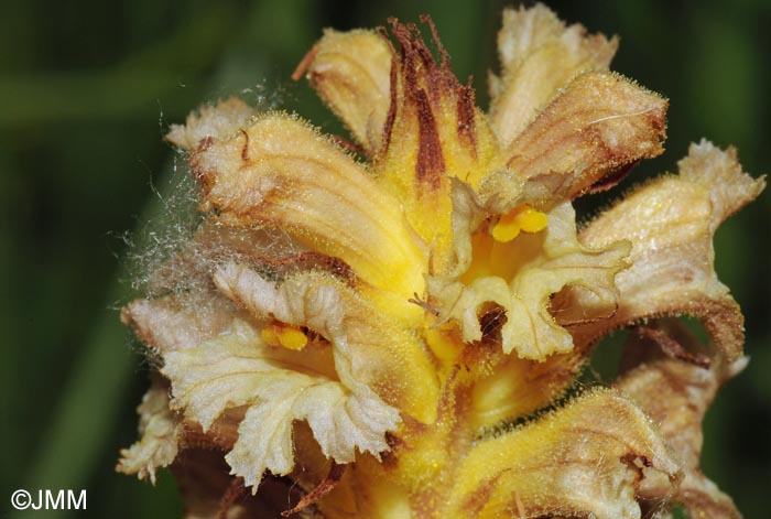 Orobanche lutea = Orobanche rubens