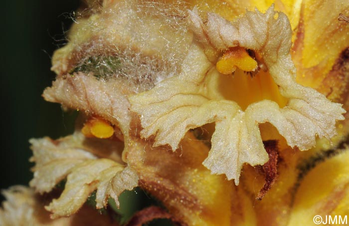 Orobanche lutea = Orobanche rubens