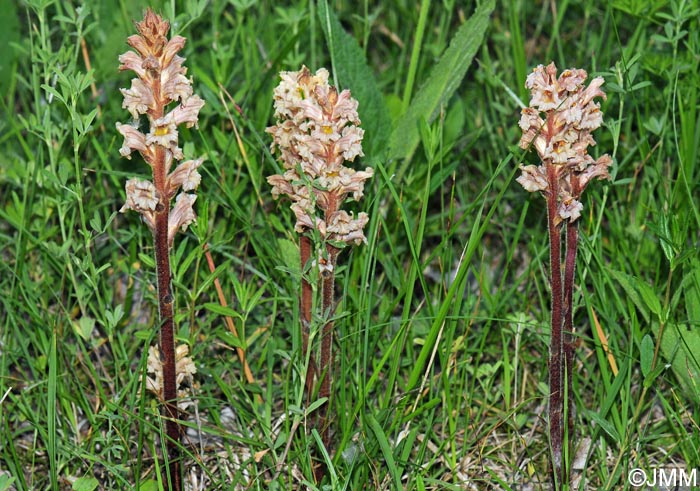 Orobanche lutea = Orobanche rubens