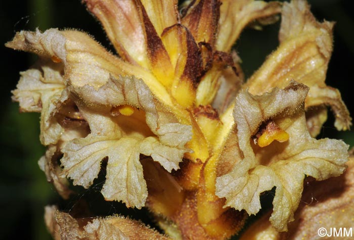 Orobanche lutea = Orobanche rubens