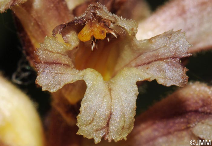 Orobanche lutea = Orobanche rubens