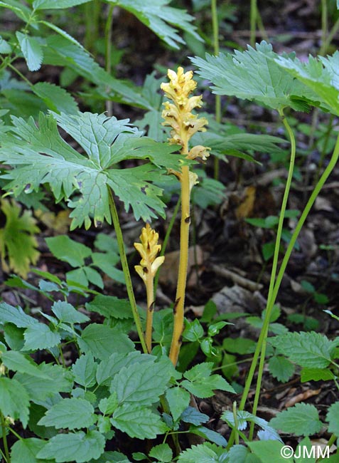 Orobanche lycoctoni