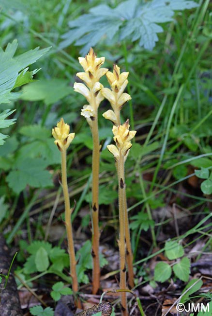 Orobanche lycoctoni