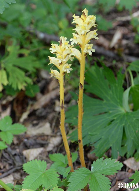 Orobanche lycoctoni