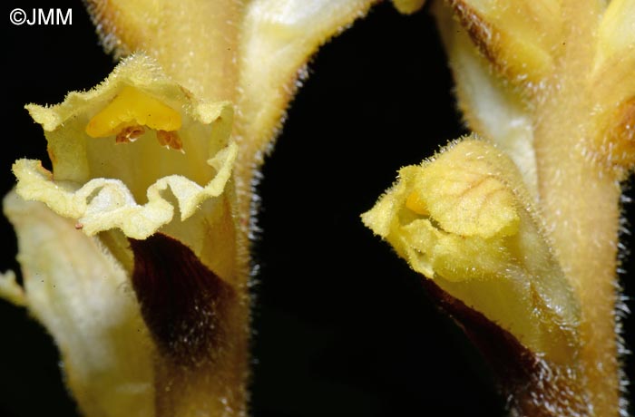 Orobanche lycoctoni