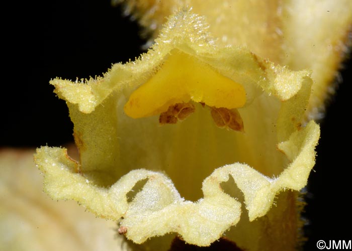 Orobanche lycoctoni