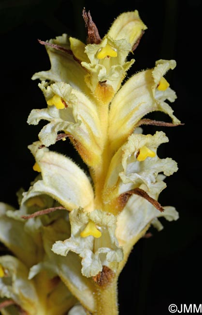 Orobanche lycoctoni