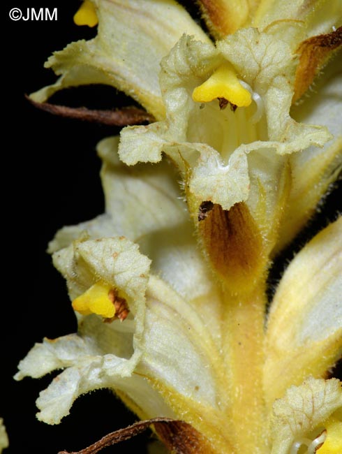 Orobanche lycoctoni