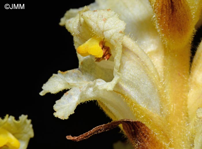 Orobanche lycoctoni