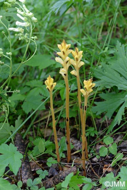 Orobanche lycoctoni