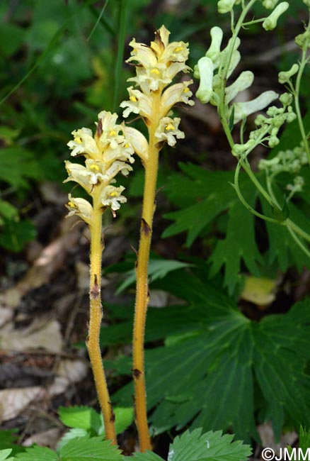 Orobanche lycoctoni