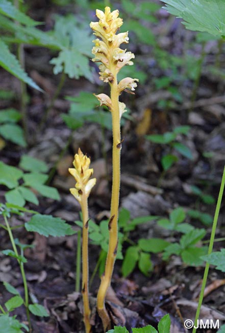 Orobanche lycoctoni