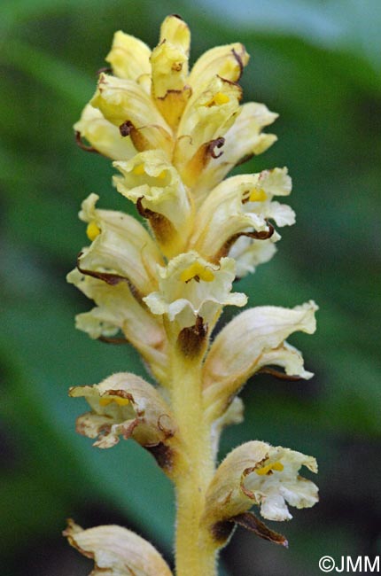 Orobanche lycoctoni