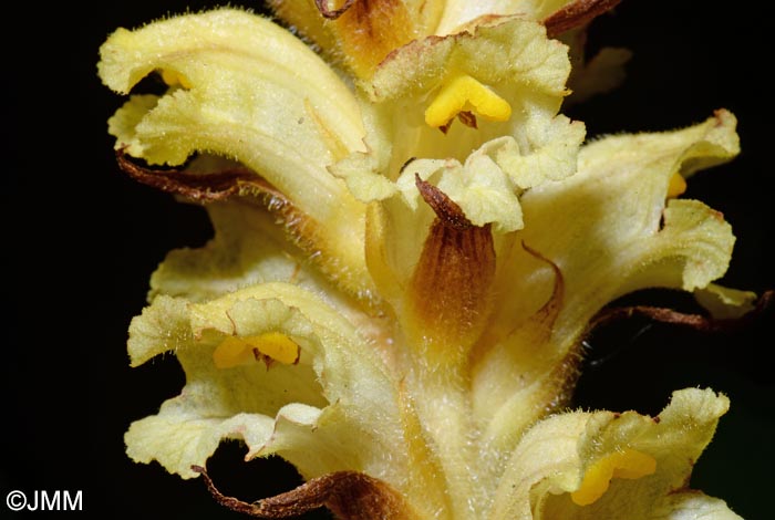 Orobanche lycoctoni