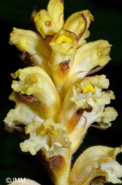 Orobanche lycoctoni