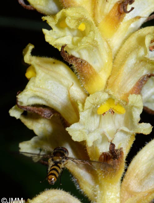 Orobanche lycoctoni