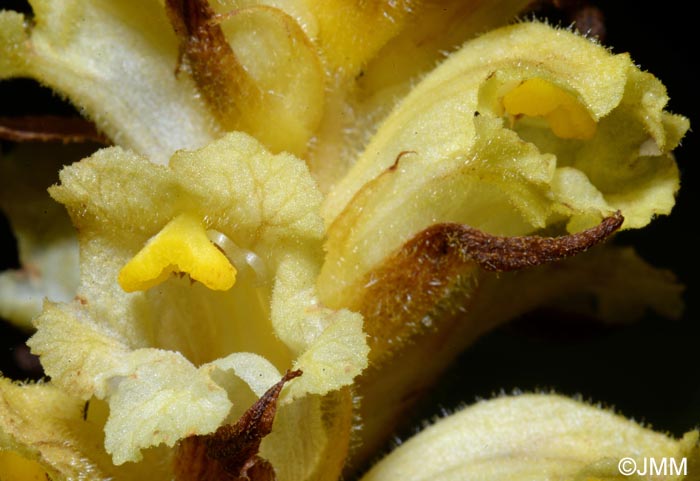 Orobanche lycoctoni