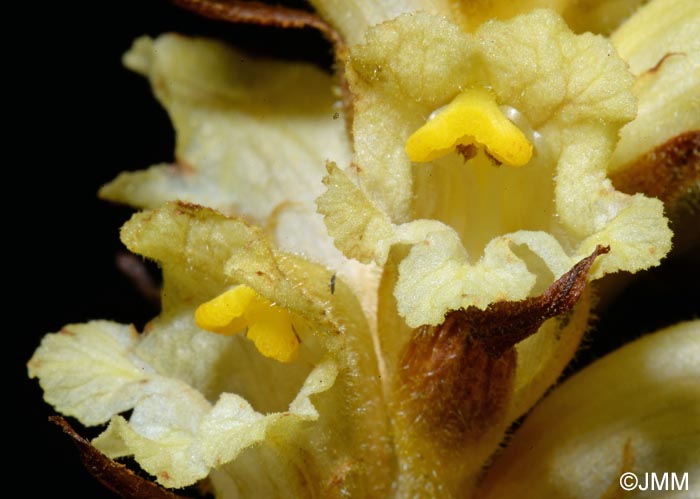 Orobanche lycoctoni