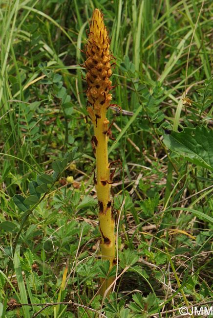 Orobanche major