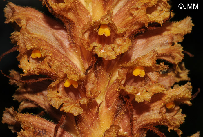 Orobanche major