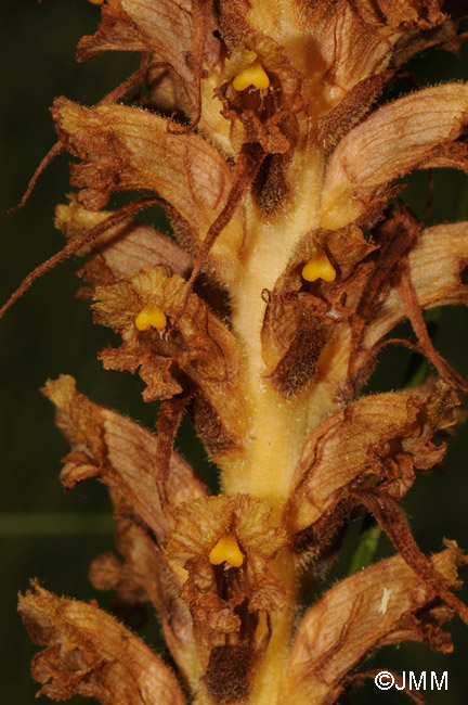 Orobanche major