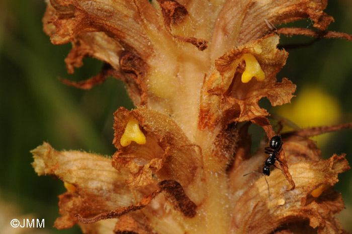 Orobanche major