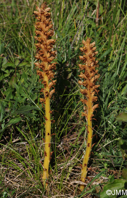 Orobanche major