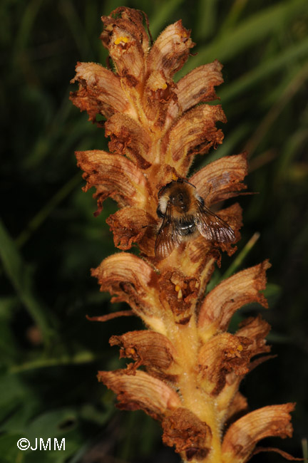 Orobanche major