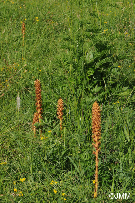 Orobanche major