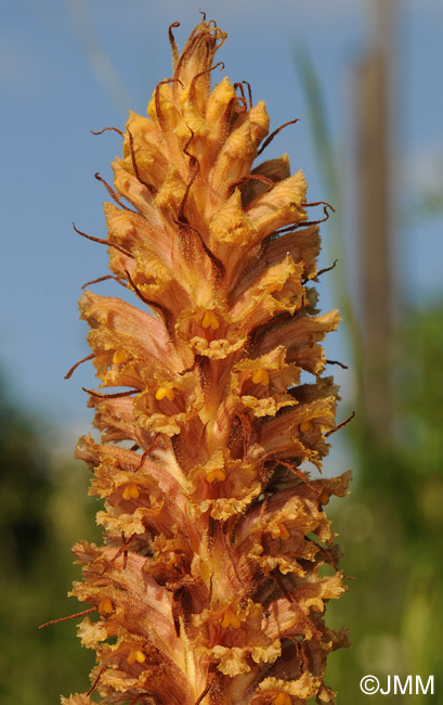 Orobanche major