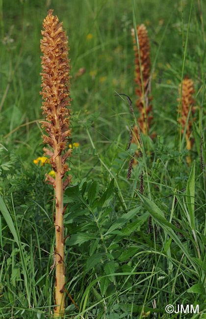 Orobanche major