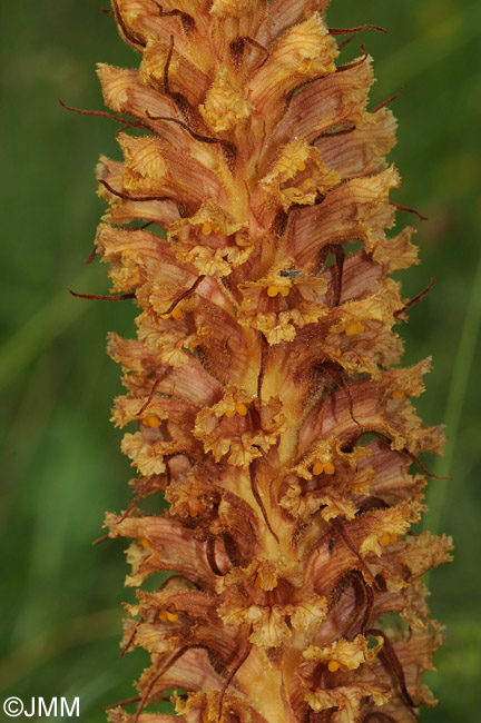 Orobanche major