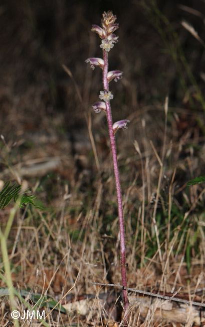 Orobanche minor var. minor