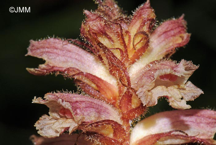 Orobanche minor var. minor