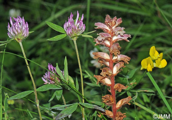 Orobanche minor var. minor