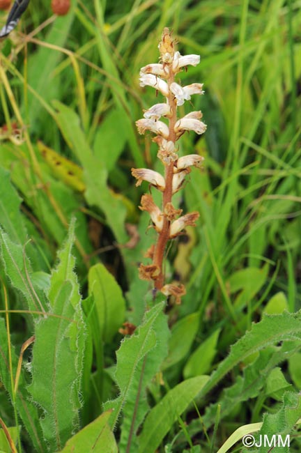 Orobanche minor